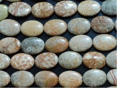 Natural Fossil Coral Jasper