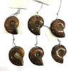 Ammonite Pendant 20X30mm
